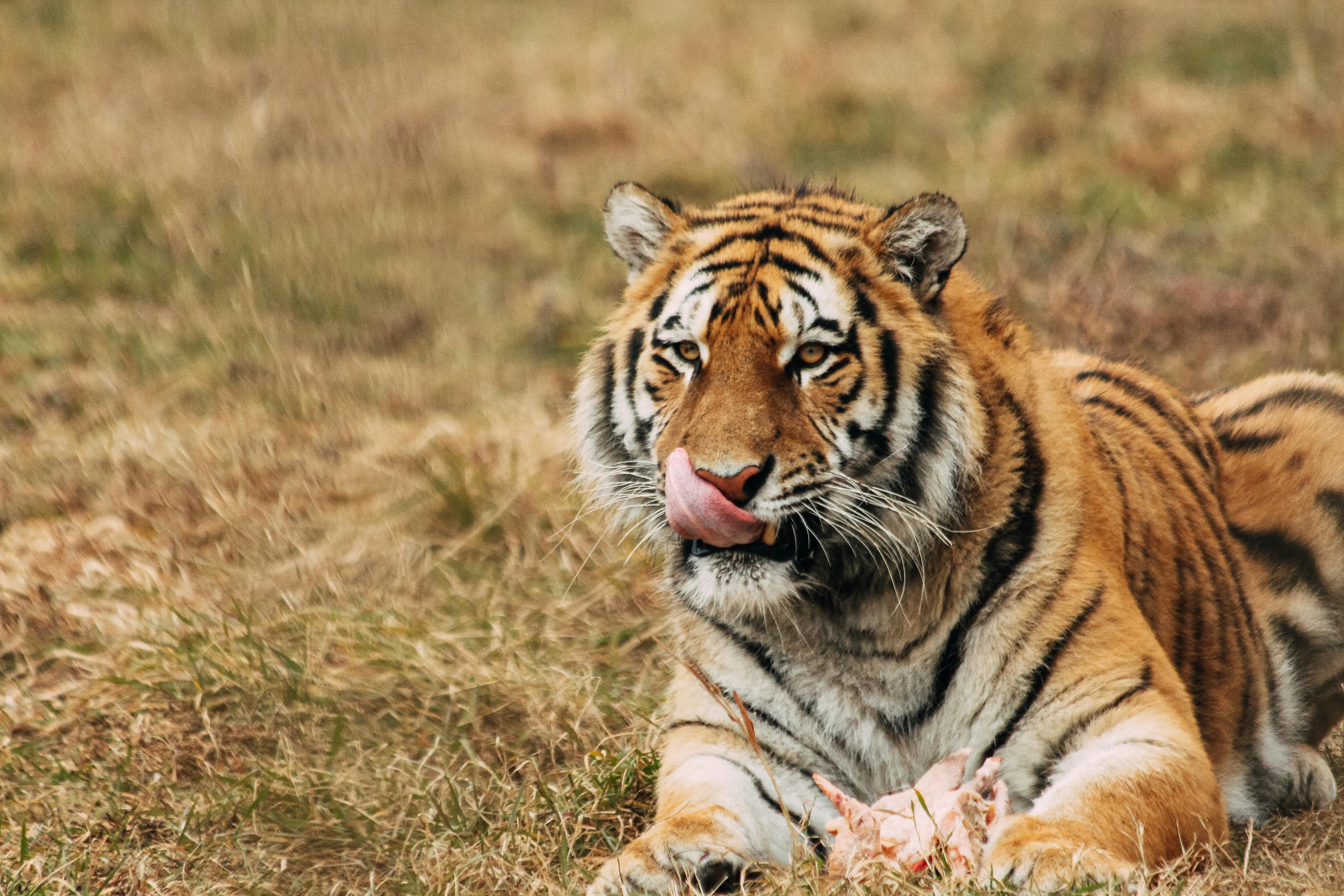 Carnivores