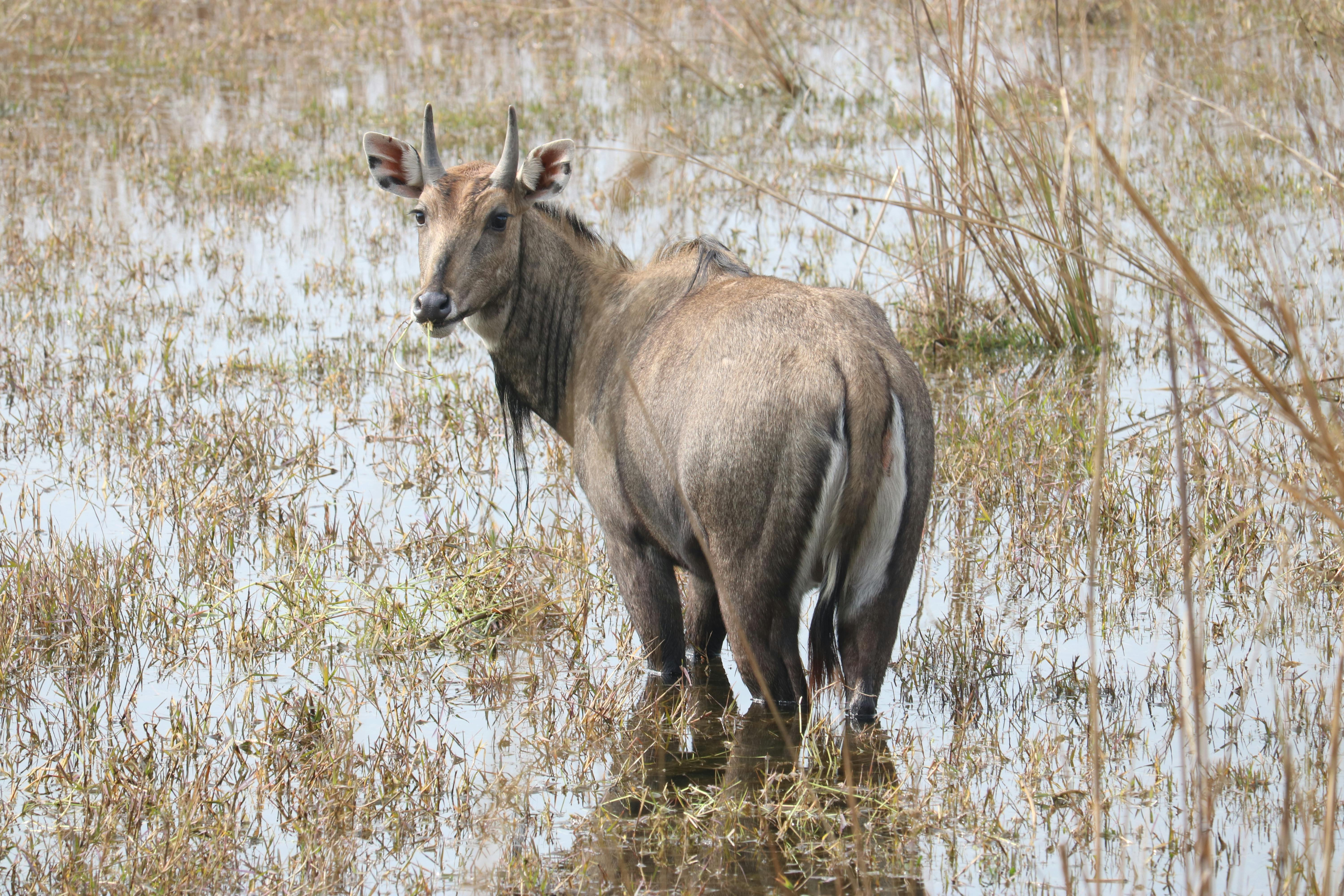Nilgai (Blue Bull)