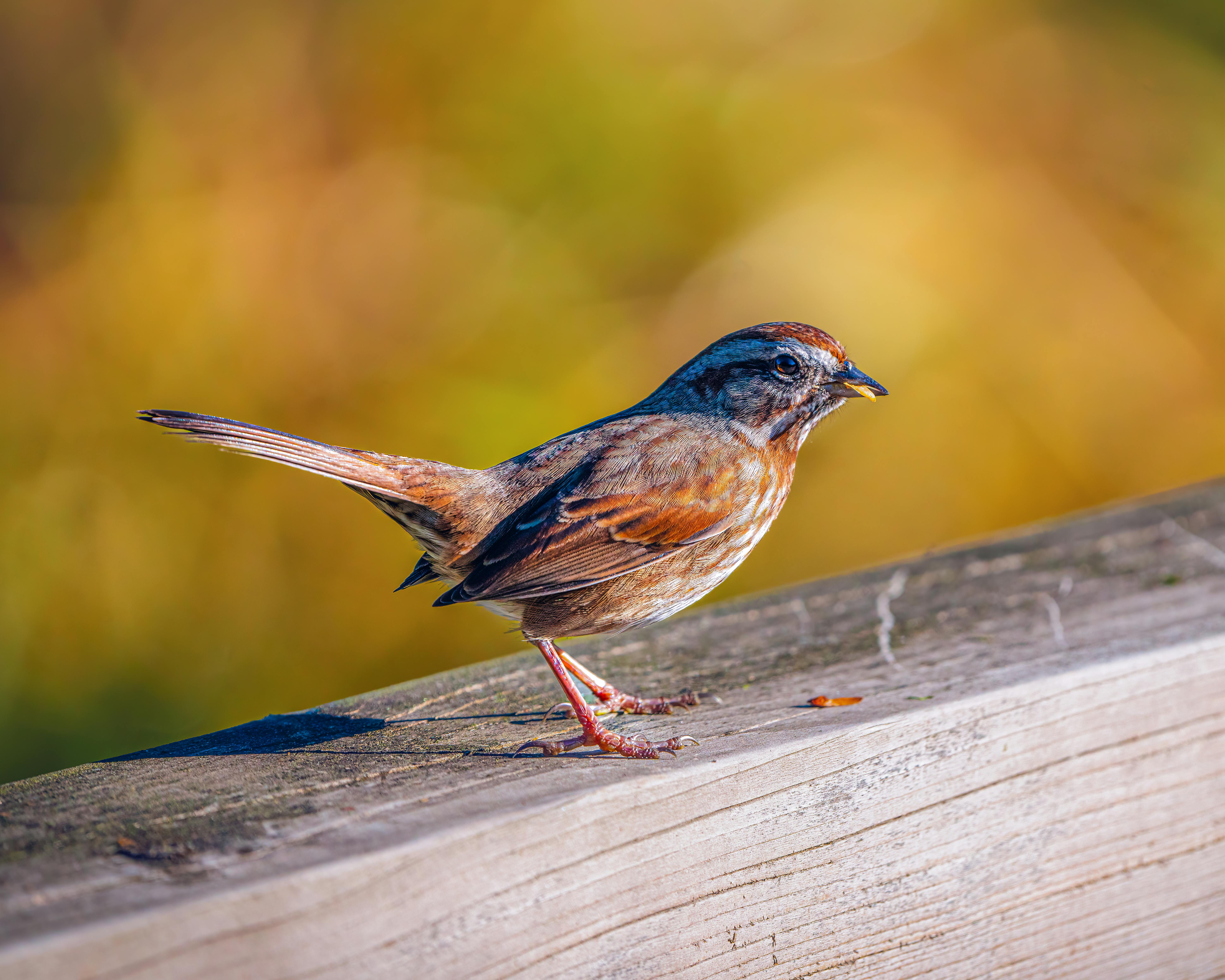 Passerine